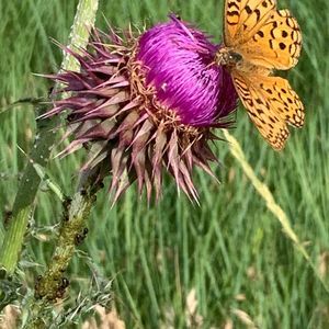 Meet your Posher, Terra